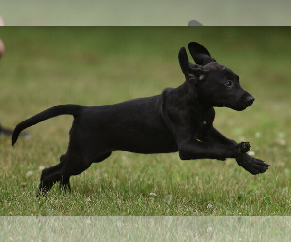 Medium Photo #2 Labrador Retriever-Unknown Mix Puppy For Sale in Mechanicsburg, PA, USA