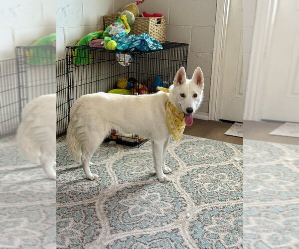Medium Photo #9 Siberian Husky-Unknown Mix Puppy For Sale in San Leon, TX, USA