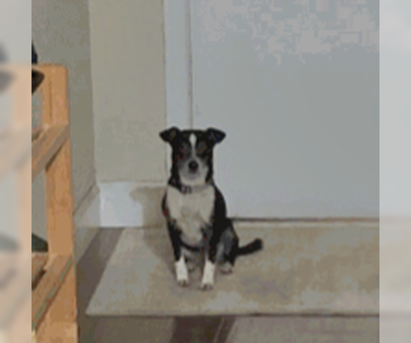 Medium Photo #2 Chihuahua Puppy For Sale in San Antonio, TX, USA