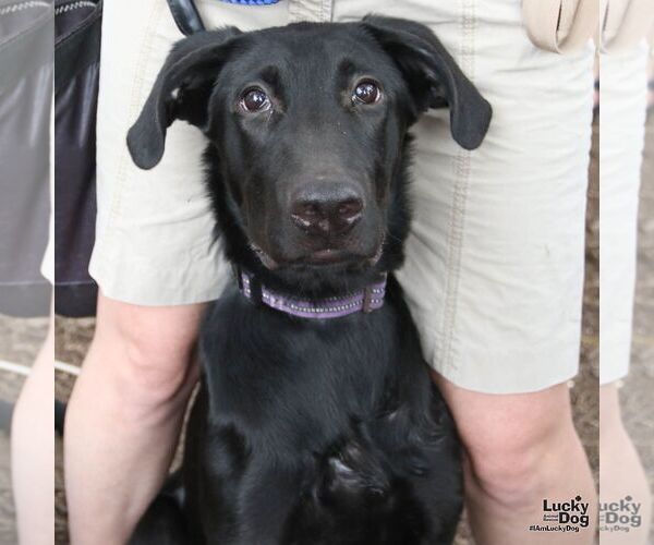 Medium Photo #4 Labrador Retriever-Retriever  Mix Puppy For Sale in Washington, DC, USA