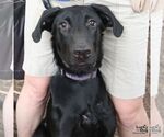 Small #3 Labrador Retriever-Retriever  Mix