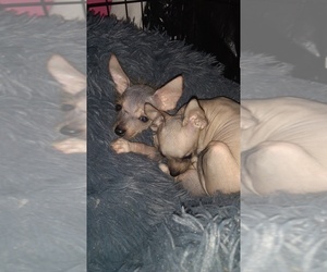 Mexican Hairless Toy Puppy for sale in HARRAH, OK, USA