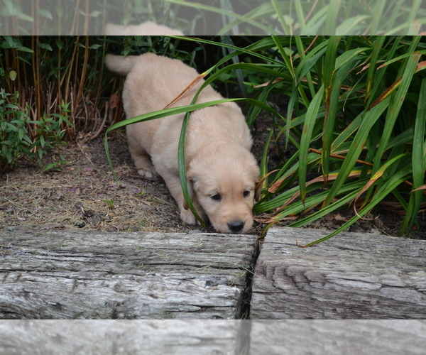 Medium Photo #2 Golden Retriever Puppy For Sale in GREENWOOD, WI, USA