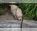 Small Photo #12 Golden Retriever Puppy For Sale in GREENWOOD, WI, USA