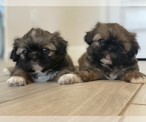 Shih Tzu Puppy for sale in NORTH PORT, FL, USA
