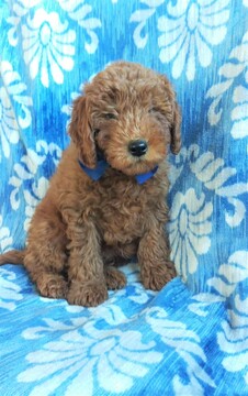 Medium Photo #1 Goldendoodle Puppy For Sale in EDEN, PA, USA