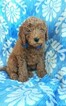 Small Photo #1 Goldendoodle Puppy For Sale in EDEN, PA, USA