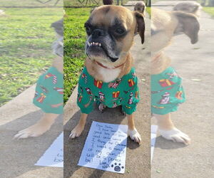 Boston Terrier-Boxer Mix Dogs for adoption in Little Elm, TX, USA