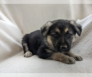 German Shepherd Dog Puppy for sale in AUBURN, KY, USA