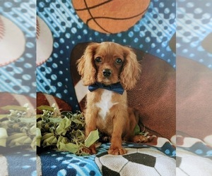 Cavalier King Charles Spaniel Puppy for sale in QUARRYVILLE, PA, USA