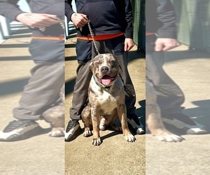 Father of the American Bully puppies born on 02/15/2025