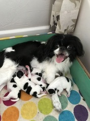 Mother of the Japanese Chin puppies born on 08/03/2017