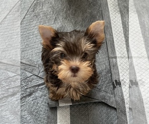 Yorkshire Terrier Puppy for sale in ANTELOPE, CA, USA