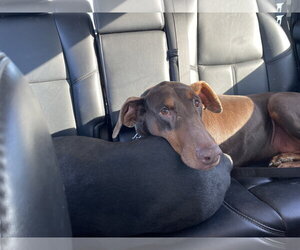 Doberman Pinscher Dogs for adoption in Minneaoplis, MN, USA