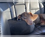 Small Doberman Pinscher