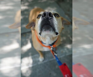 Momma - Female Mountain Cur-Rhodesian Ridgeback Mix Dog for Adoption - Photo #10