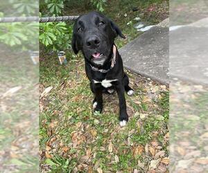 Labrador Retriever Dogs for adoption in Pearland, TX, USA