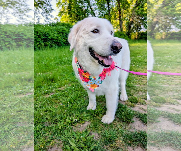 Medium Photo #2 Great Pyrenees Puppy For Sale in Spring, TX, USA