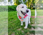 Small #1 Great Pyrenees