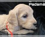 Small Photo #41 Goldendoodle Puppy For Sale in COLONIAL HEIGHTS, TN, USA