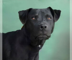 Labrador Retriever Dogs for adoption in Pasadena, CA, USA