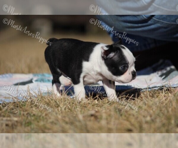 Medium Photo #6 Boston Terrier Puppy For Sale in LAMAR, MO, USA