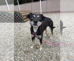 Small Chihuahua Mix