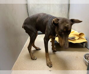 Doberman Pinscher Dogs for adoption in Martinez, CA, USA