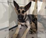 Grace (Weaning Hold) - Female German Shepherd Dog Dog for Adoption - Small photo