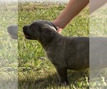 Small Photo #32 Cane Corso Puppy For Sale in BELGRADE, MT, USA