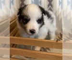 Small #2 Shetland Sheepdog