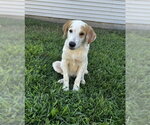Small #2 Pyrenees Border Collie