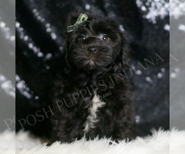 Medium Photo #139 YorkiePoo Puppy For Sale in WARSAW, IN, USA