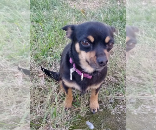 Medium Photo #1 Chihuahua Puppy For Sale in Thomasville, NC, USA