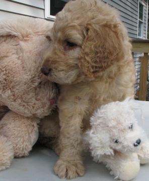 Medium Photo #2 Goldendoodle Puppy For Sale in PELHAM, NH, USA