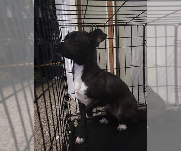 Medium Photo #3 Dachshund-Unknown Mix Puppy For Sale in San Antonio, TX, USA