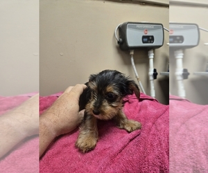 Morkie Puppy for sale in WHITE OAK, GA, USA