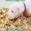 Small Photo #200 Dogo Argentino Puppy For Sale in JANE, MO, USA