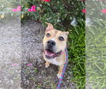 Small #1 American Pit Bull Terrier Mix