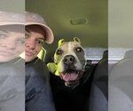 Small #4 American Pit Bull Terrier
