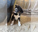 Small #2 Mutt