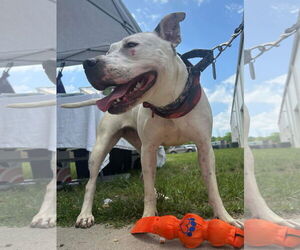 Vally - Female American Pit Bull Terrier-Unknown Mix Dog for Adoption - Photo #21