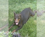 Small Photo #1 Doberman Pinscher Puppy For Sale in MACOMB TOWNSHIP, MI, USA