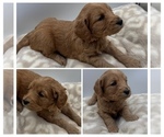 Puppy Ruby Goldendoodle mix (+ Poodle Miniature)