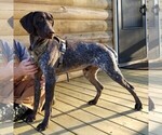 Small Photo #7 German Shorthaired Pointer Puppy For Sale in ARDEN, NC, USA