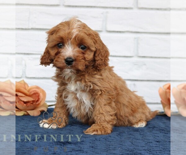 Medium Photo #1 Cavapoo (Miniature) Puppy For Sale in NARVON, PA, USA