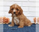Small Cavapoo (Miniature)