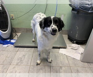 Border Collie-Unknown Mix Dogs for adoption in Grand Prairie, TX, USA