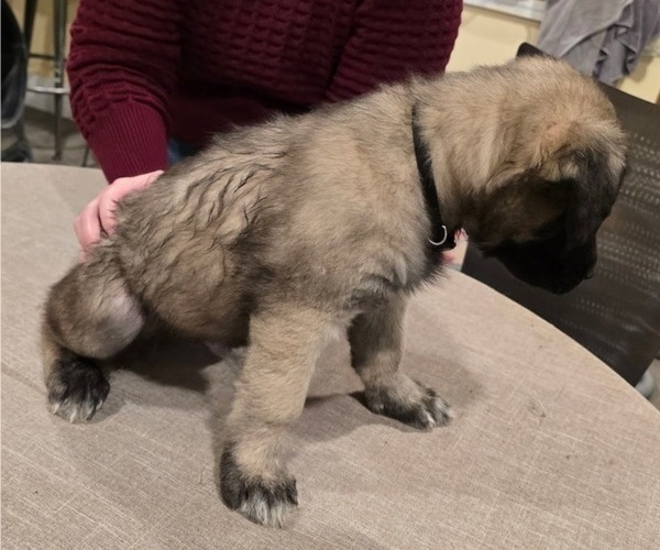 Medium Photo #5 Alaskan Malamute-Mastiff Mix Puppy For Sale in OMAHA, NE, USA