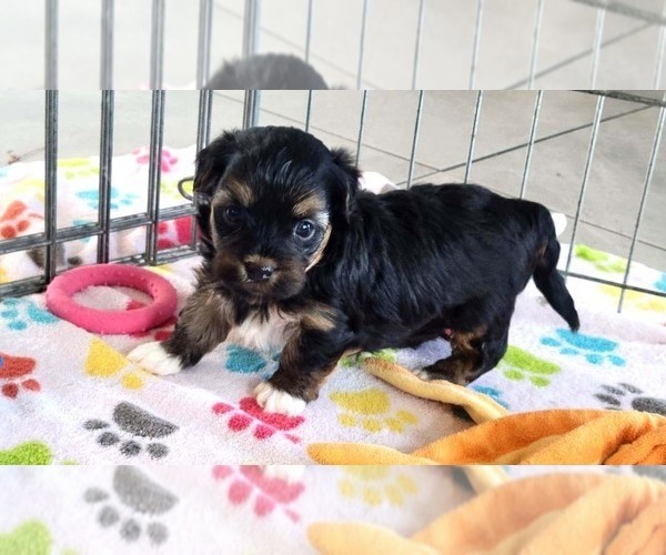 Medium Photo #5 Havanese Puppy For Sale in ORO VALLEY, AZ, USA